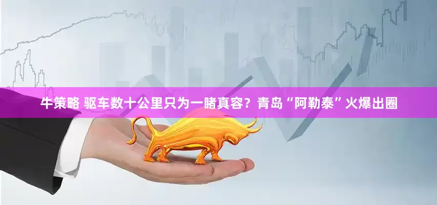 牛策略 驱车数十公里只为一睹真容？青岛“阿勒泰”火爆出圈